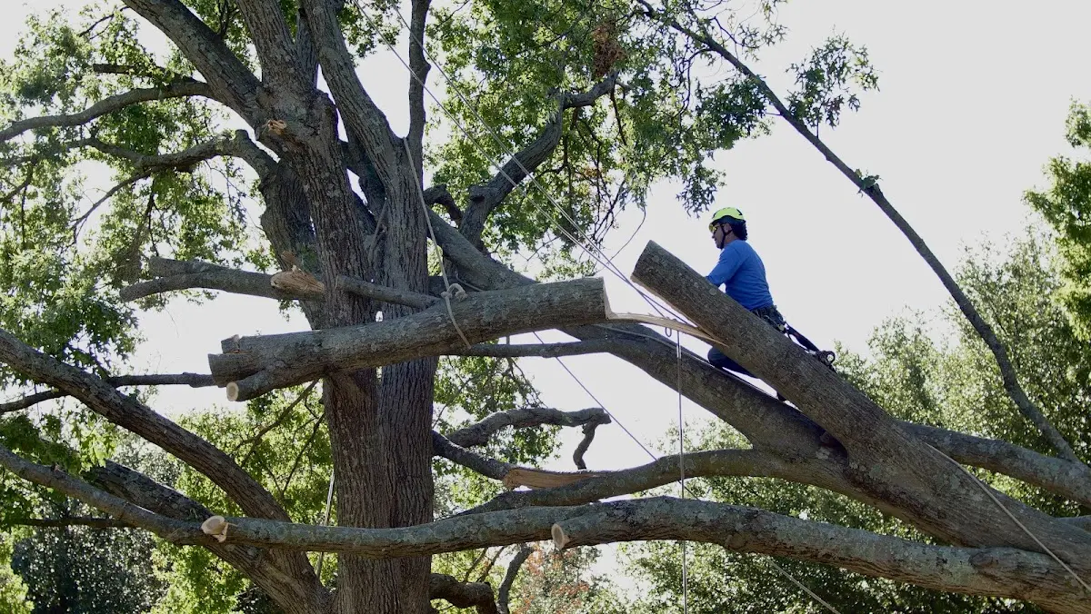 Professional Hazardous Tree Removal performed by certified arborists in Cedar Point