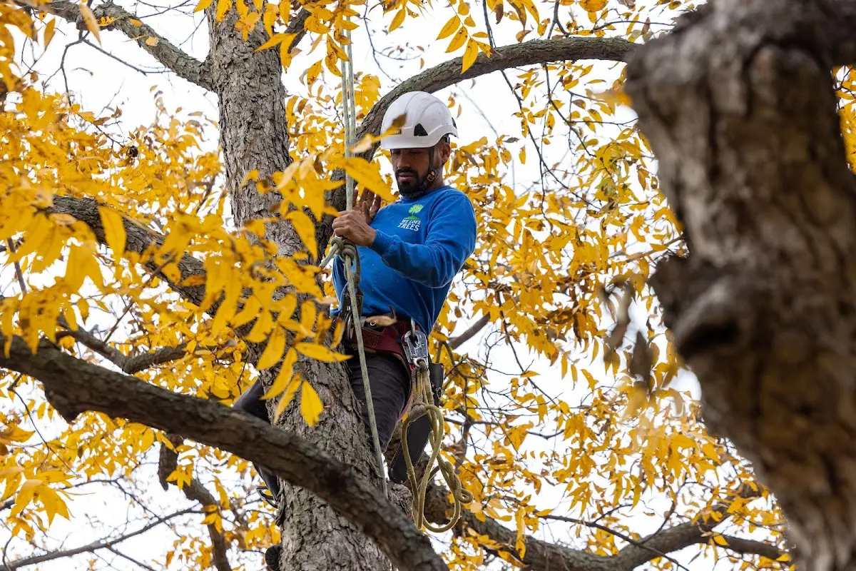 Skilled Emergency Tree Service crew working in Cedar Point